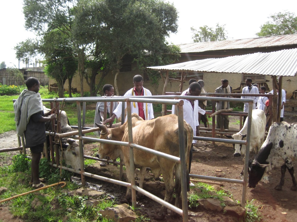 students-and-cattle-in-pen