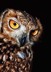 Picture of tawny brown owl with large yellow-orange eyes