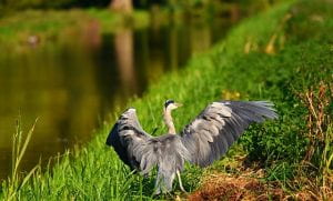 Grass waterway with Heron