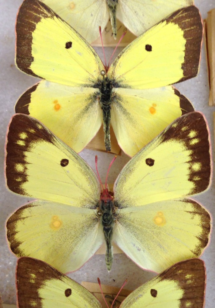 Clouded Sulphur butterflies collected in 1884 were recently mounted by John Gilligan.