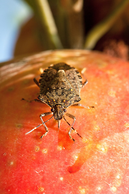 The brown marmorated stink bug shown here feeding on an apple. Photo by Stephen Ausmus. 