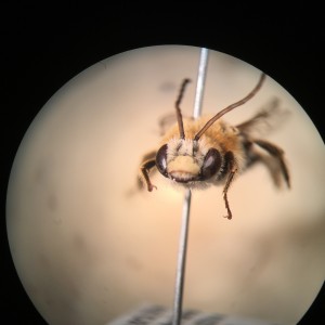 Longhorn bee (Melissodes sp.)