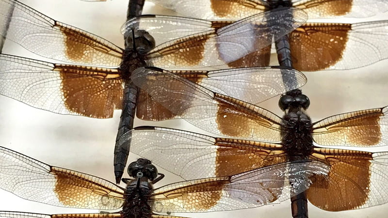 Dragonfly specimens in the holdings of the Triplehorn Insect Collection. 