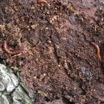 Multiple beetle larvae found under the bark of a rotting log.