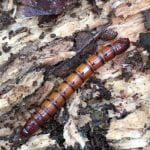 Close up of one of the beetle larvae found under the bark of a rotting log.