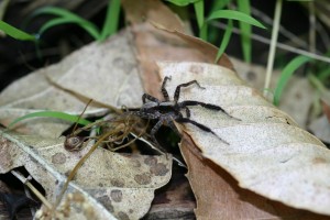 Male wolf spider in leaf litter