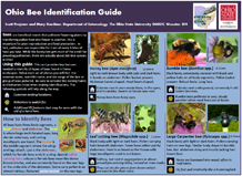 bee ID guide 2