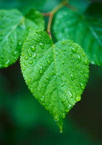 image of water drops on green leaf