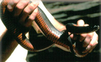 copperbellied water snake