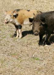 feral pigs for GB