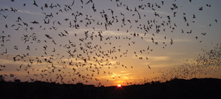 bats in flight2