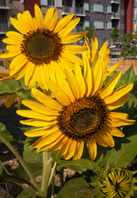 urban farming sunflowers