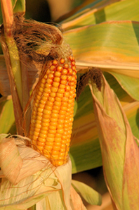 corn closeup for GB