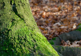tree trunk with leaves for GB