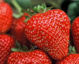 strawberry image