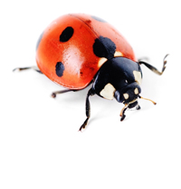 lady beetle image