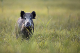 image of single feral swine in field 2