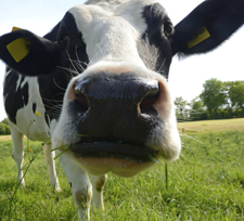 picture of curious dairy cow