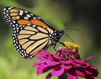 monarch on flower 2