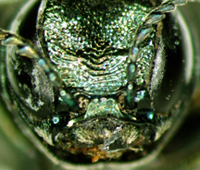 closeup of emerald ash borer for GB