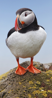 picture of Atlantic puffin