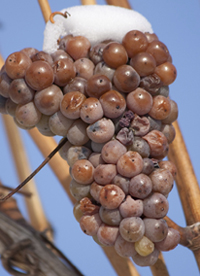 Ice wine grape