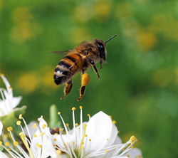 Honey bees help us eat