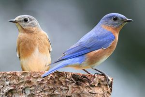 How to attract bluebirds 4