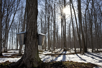 Photo of maple trees with taps 2