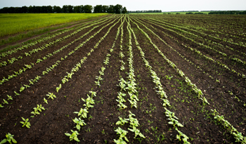 Image of farmers field