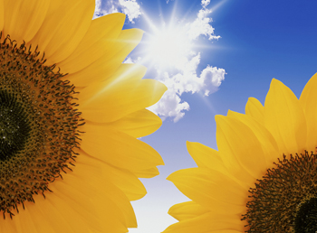 Image of sunshine and two sunflowers_3
