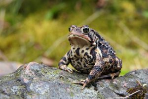 Image of American toad 2