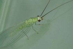 Image of lacewing