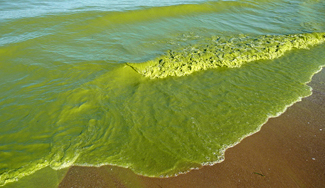 Image of Lake Erie algal bloom