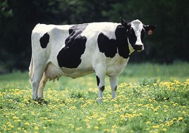 dairy cow for GB
