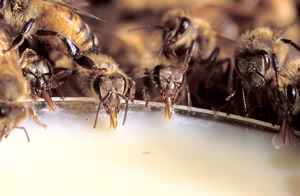 closeup of honey bees