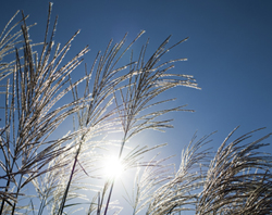 Photo of miscanthus grass 2