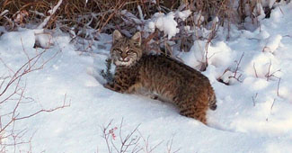 Image of bobcat in snow