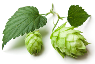 Topurs of hop research
