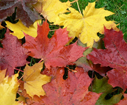 autumn-maple-leaves