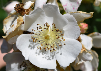 Image of multiflora rose