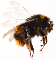 Image of bumblebee 2