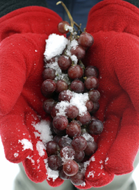 Ice Wine Grapes