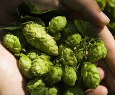 picture of hops in hand