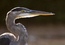 great blue heron at wetland for GB