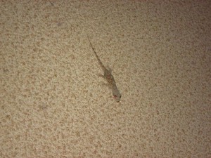 There are geckos outside (and sometimes inside) my room.