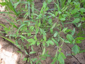Speck, spot, Septoria? Wish I had my hand lens handy to look at these tomato seedlings!