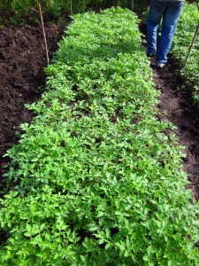 Eventually you get mature tomato seedlings that are ready for transplant