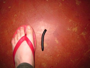 A giant millipede, not too big!