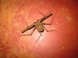 Something I hope I don't encounter too often, a tailless whip scorpion